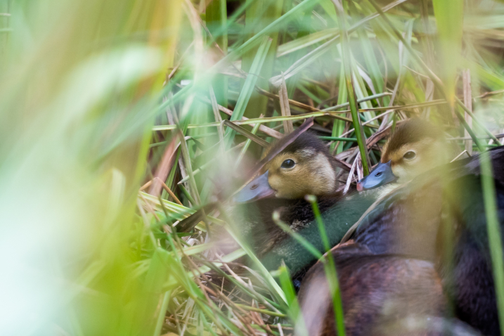 Critically endangered ducks hatch at Slimbridge 